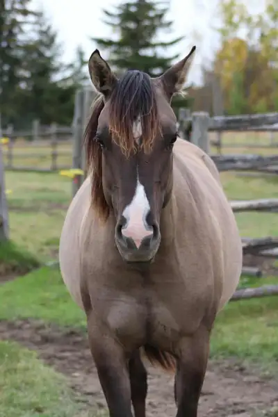 2024 Grullo Quarter Horse Filly., View more