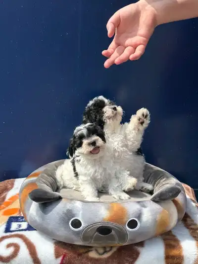 2 Maltipoo Puppies- 1 Boy and 1 Girl Super Sweet and cuddly, View more