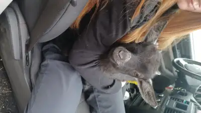 Sweet little nigerian dwarf doeling ready for a new home