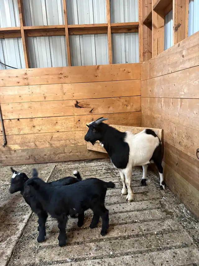 Pygmy/Fainting Billy Goat | Livestock | Portage la Prairie | Free local ...
