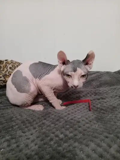 Sphynx babies, View more