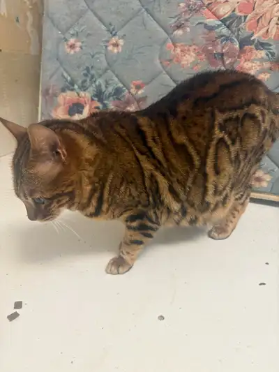 Bengals for Sale, View more