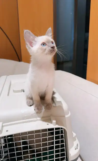 Blue-Eyed Blue Siamese Boy, View more