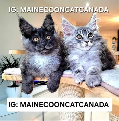 S-A-L-E  MAINE COON KITTENS, View more