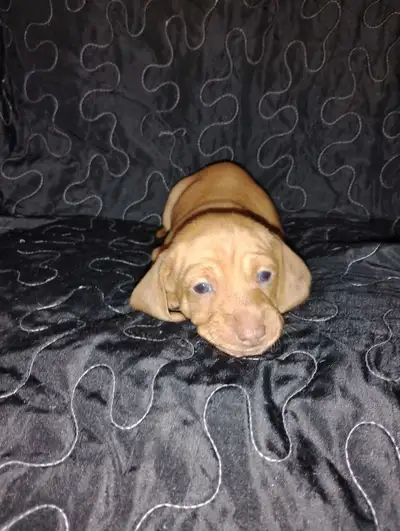 PRET A PARTIR TECKEL MINIATURE DACHSHUNDS READY TO GO, View more