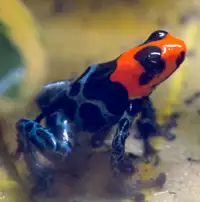 Ranitomeya Benidicta  "Shucushuyacu" Dart Frogs