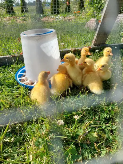 Pekin ducklings , View more