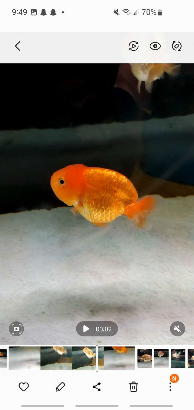 5 fancy goldfish for sale in Fish for Rehoming in Peterborough - Image 2