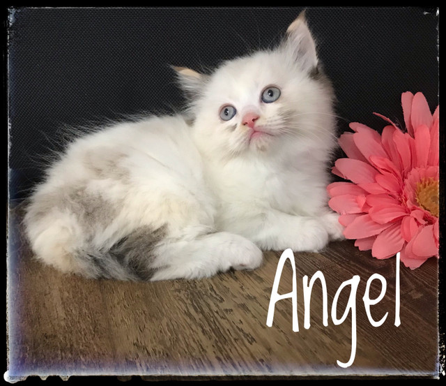 2 Beautiful cuddly friendly blue eyed ragdoll kitten in Cats & Kittens for Rehoming in Kitchener / Waterloo - Image 3