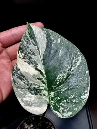 Monstera variegated wetstick and small plants available, View more
