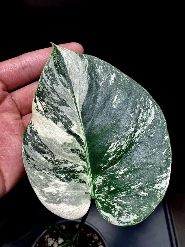 Monstera variegated wetstick and small plants available in Plants, Fertilizer & Soil in City of Toronto - Image 2