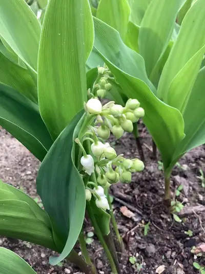 Garden Perennial Flowers- Lily-of-the-Valley, View more
