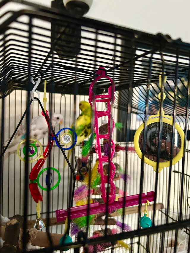 2 Perruches avec cage et accessoires luxueux! dans Oiseaux à adopter  à Val-d'Or - Image 2
