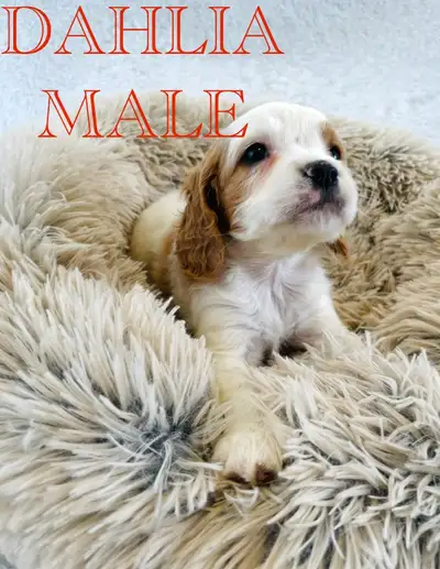 Teddy bear Cavapoo puppies available. Very friendly and smart little puppies. If interested contact...