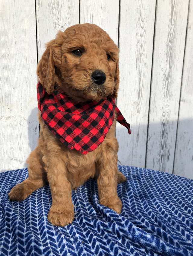 F1B Goldendoodle  in Dogs & Puppies for Rehoming in Edmonton - Image 4