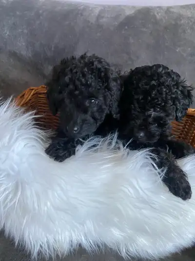 Purebred Miniature Poodle Puppies, View more