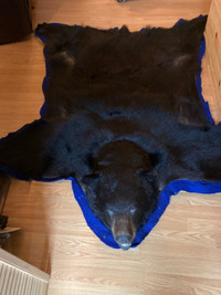 Huge bear rug