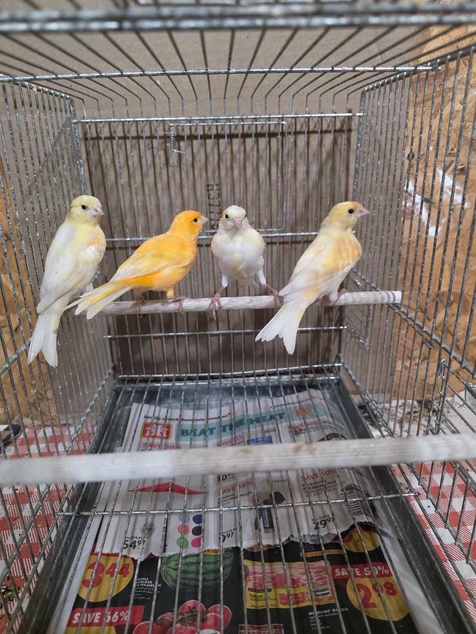 canaries for sale | Birds for Rehoming | Hamilton | Free local ...