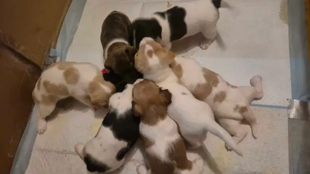Purebred Jack Russell Terrier Puppies. in Dogs & Puppies for Rehoming in Oakville / Halton Region - Image 3
