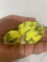 Babies budgie perruches