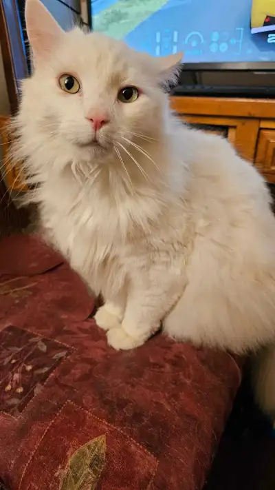 Chat Male 6 ans mature Sterilizer Calm Affectionné pas Deggriffer Recherche d'une maison pour toujou...