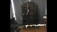 Large cleaned bird cage