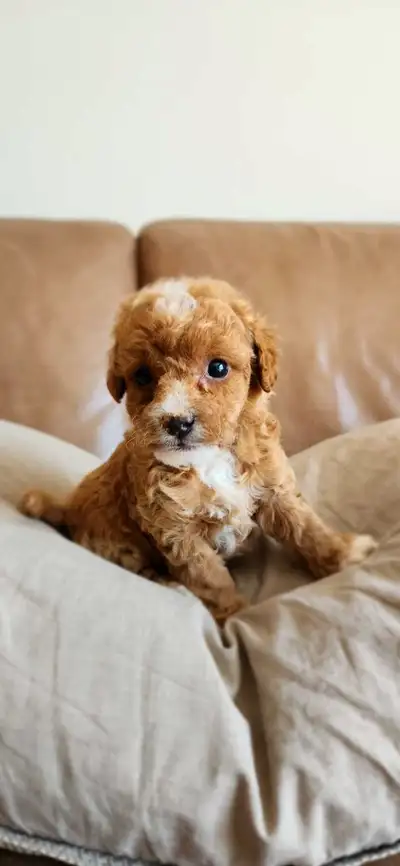 Red toy poodle ( 1 left), View more