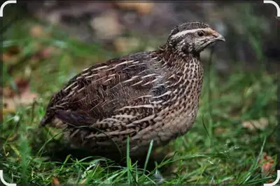 Japanese Quail, View more
