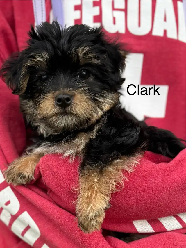 Yorkie/Biewer.. ONLY 2 Boys to go! (*See Note below) in Dogs & Puppies for Rehoming in Hamilton - Image 7