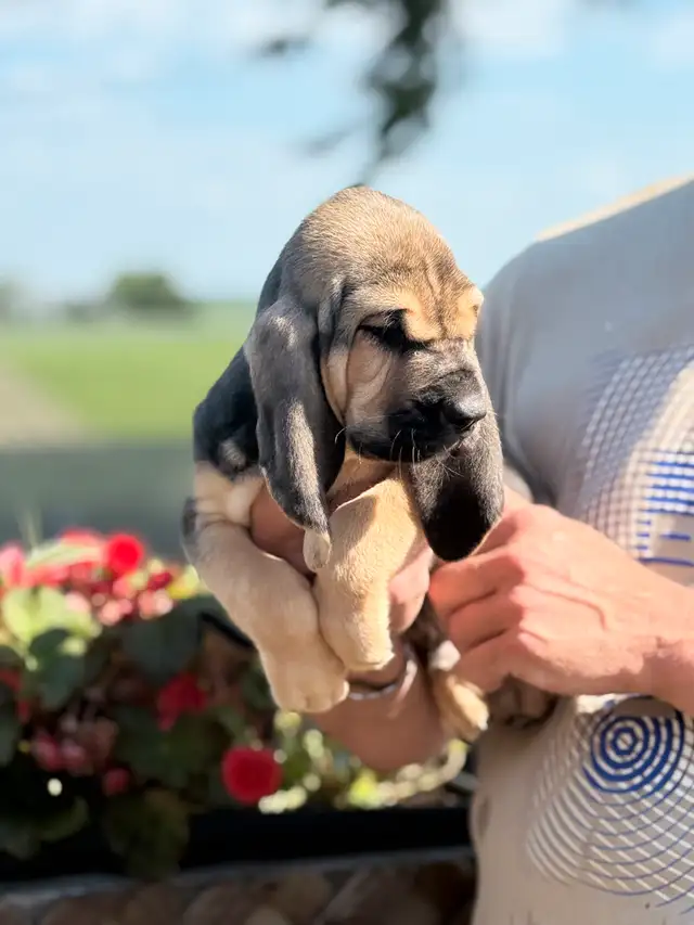 Purebred Bloodhound – CKC Reg, Champion OFA TEST READY TO GO in Dogs & Puppies for Rehoming in Cornwall - Image 6