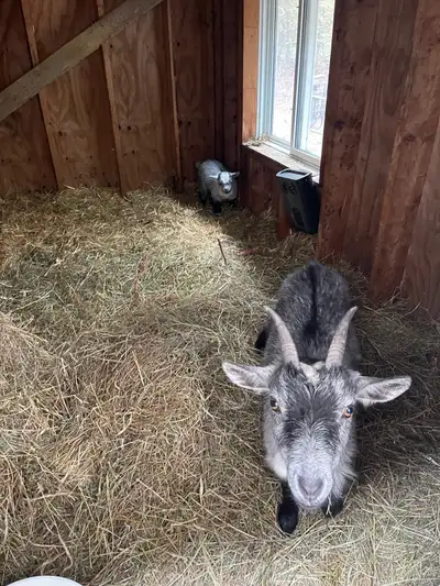 Nigerian dwarf/pigmy goats , View more