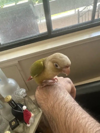 cinnamon conure babies (small friendly parrots)