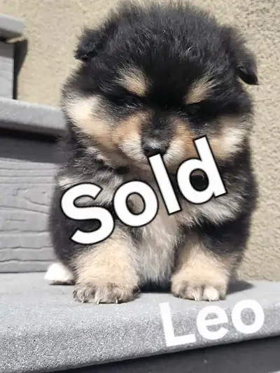 Pre-selling our adorable pomeranian puppies They were born on March 9 2025 and will come Vet checked...