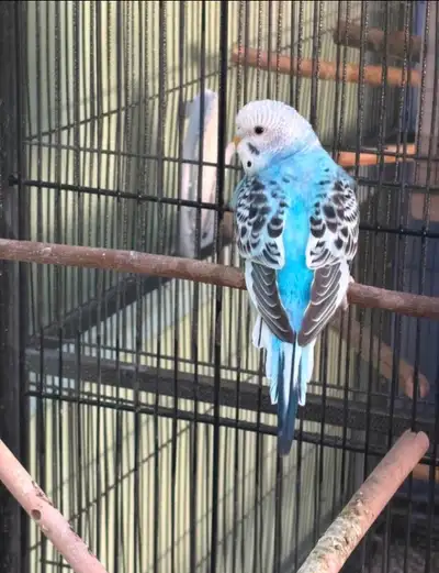Pair of lovely budgie parakeet bird, View more