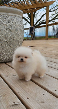 CKC Registered Pomeranians puppies for sale! 