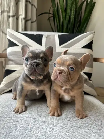 French Bulldog puppy Frenchie, View more