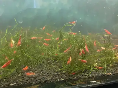 Mixed Cherry / Fire/Red Neocaridina shrimps., View more