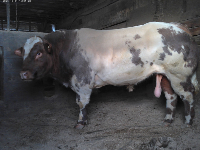 Belgian Blue Genetics (horned, polled, colored) in Livestock in North Bay - Image 3