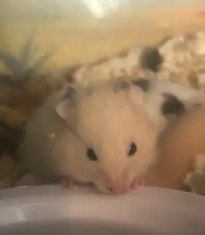 Syrian hamsters, View more