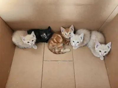 Kitten looking for forever home, View more