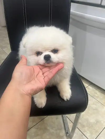 Hello there meet marshamallow he is a icy white purbred tea cup size Pomeranian puppy he is only 10...