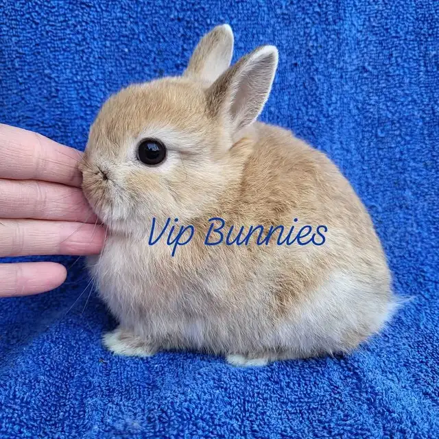 EXTRAORDINARY NETHERLAND DWARF, HOLLAND LOP, MINI REX, LIONHEAD in Small Animals for Rehoming in Terrace - Image 10