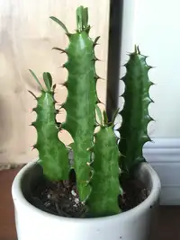 Modern Elegant Stylish Plant Cactus in Zone Maison Pot