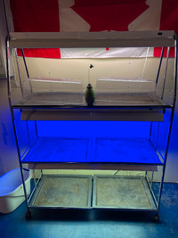 Indoor 3- level, seed starting and growing table with lights