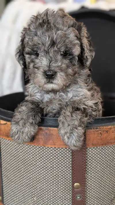 F1b Cavapoo: Wait-list Available, View more