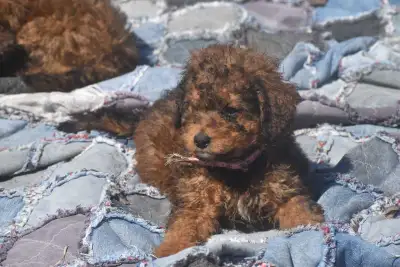 Mini F1b Bernedoodle puppies, View more