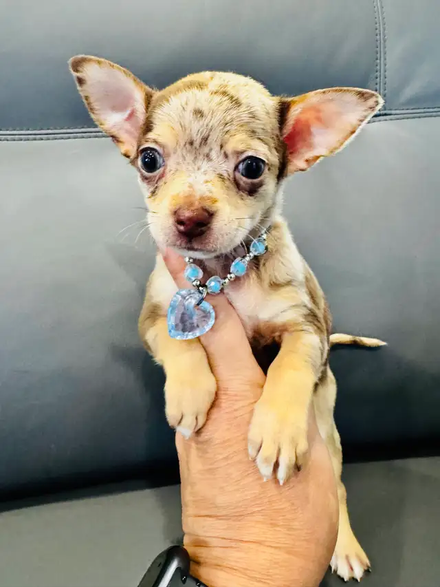 Nouvelle Portée De Chihuahua in Dogs & Puppies for Rehoming in Trois-Rivières - Image 3