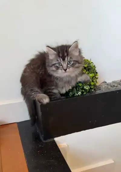 I have 7 cats available to sell 2 months old Males Not vaccinated First come first serve 300$ each