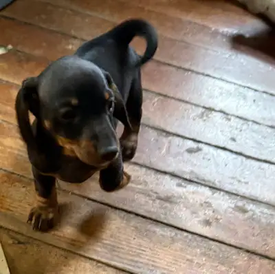 dachshund, View more