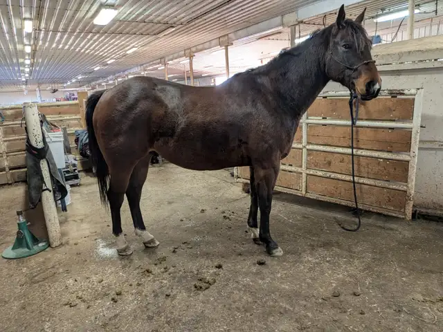 AQHA Bay papered Gelding. 7 yo. Super broke! in Horses & Ponies for Rehoming in Lethbridge - Image 2